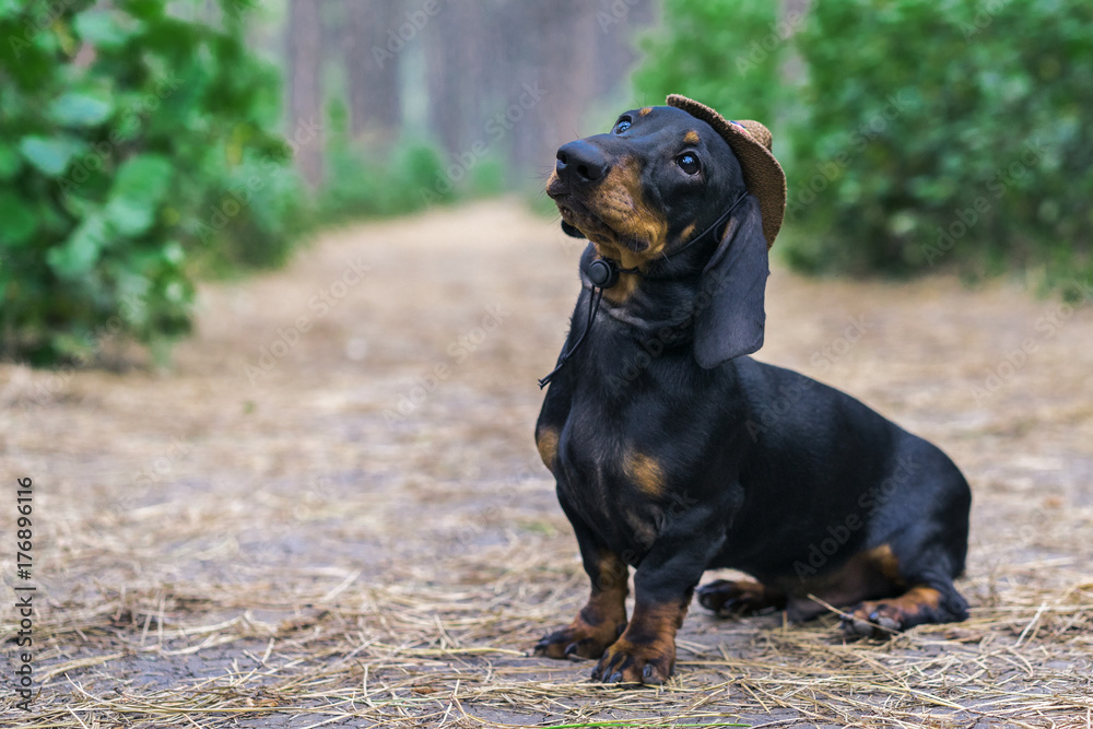 cute portrait of a dog (puppy) breed dachshund black tan, in the cap of a cowboy  in the green forest