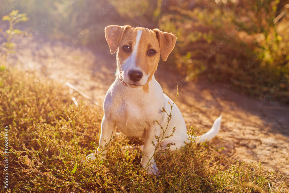 Portrait of Jack Russell Terrier. charming puppy dog walking on autumn alley
