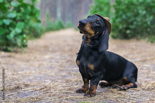 cute portrait of a dog (puppy) breed dachshund black tan, in the cap of a cowboy in the green forest