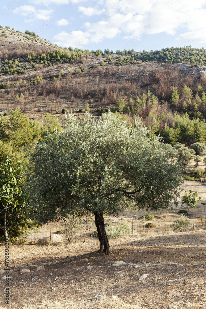 Fototapeta premium one olive tree