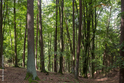Fototapeta Naklejka Na Ścianę i Meble -  forest in bavaria