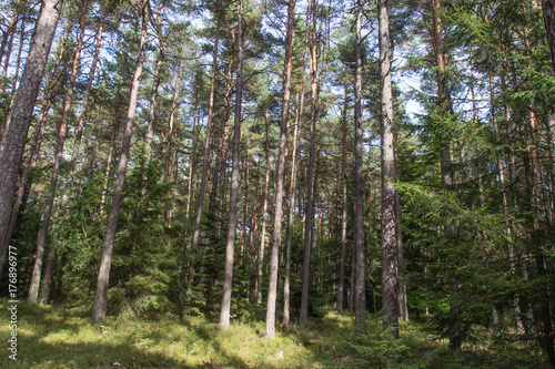 forest in bavaria © cduschinger