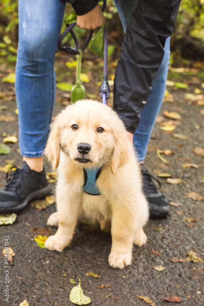 Blonde Retriever Pup Blonde Retriever Pup