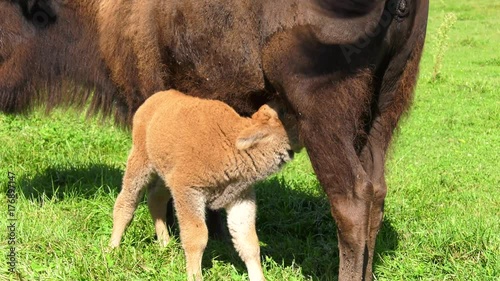 bison calf walks under cow and feeds 4k photo