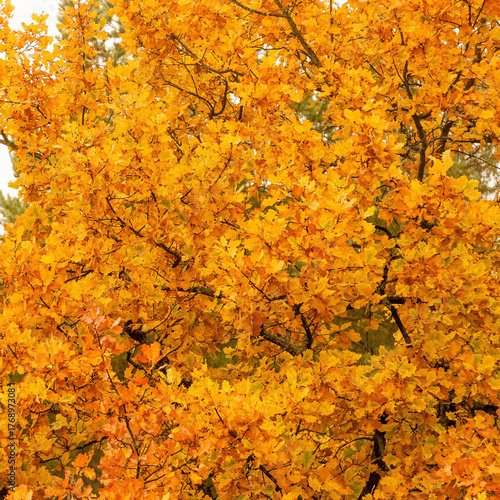Dense branches of an oak with bright yellow leaves close-up. Abstraction.