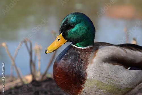 male duck at pond water background closeup head