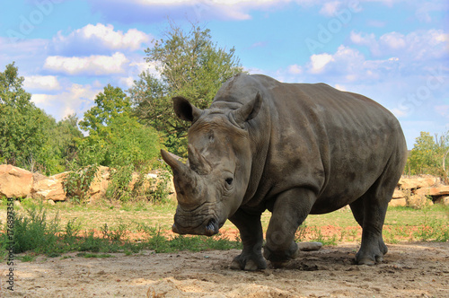 rhinoceros run blue sky cloud green grass look