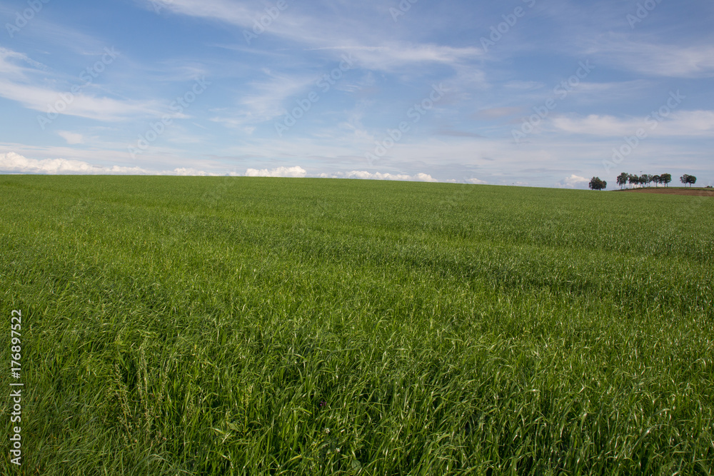 Obraz premium summer landscape