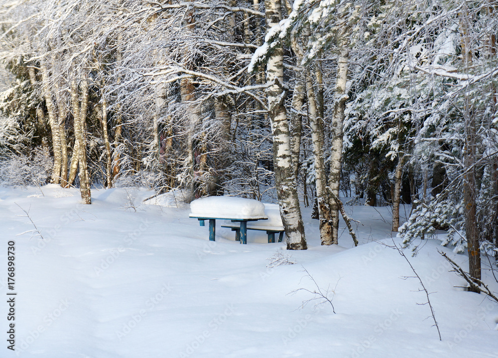 Winter landscape, bench in forest