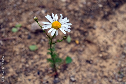 Kamille wächst aus trockenem Boden © christiane65
