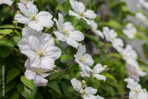 white flowers clematis bloom in summer very nice