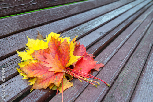 Bench with fallen maple leaves in autumn Park photo
