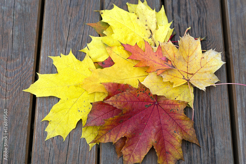 Bench with fallen maple leaves in autumn Park photo