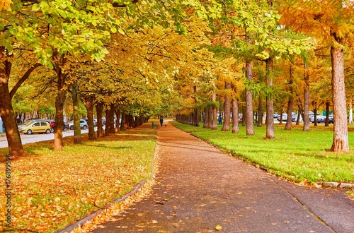 Beautiful alley of golden maple trees near the Moscow University campus