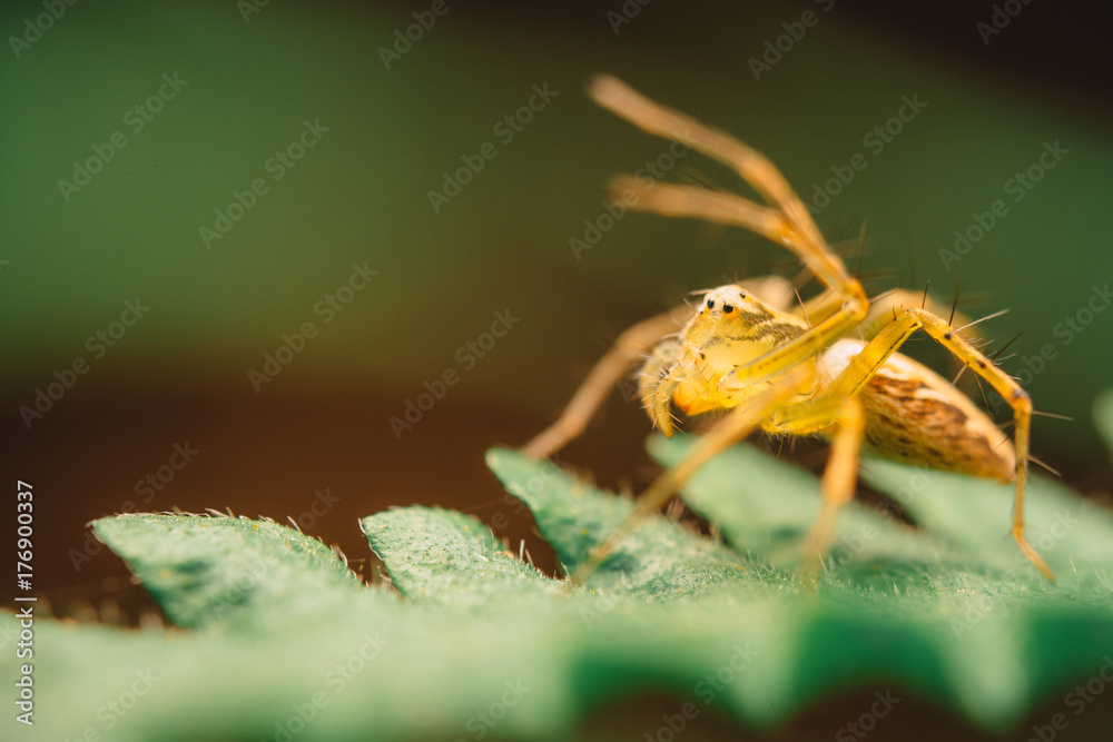 cat jumping spider