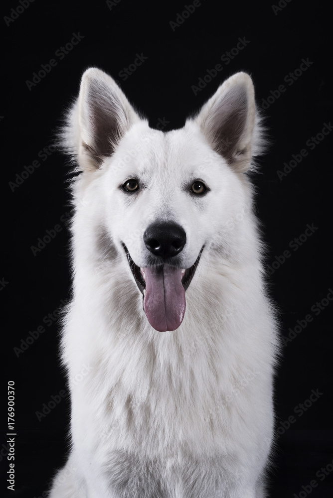 White Shepard dog