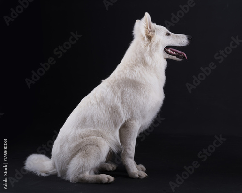 White dog