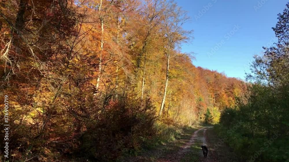 beautiful autumn forest with sun shining beautiful autumn forest with sun shining