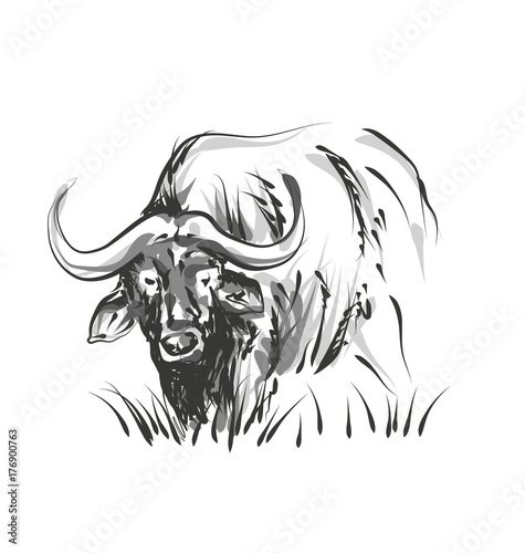Vector line sketch African buffalo