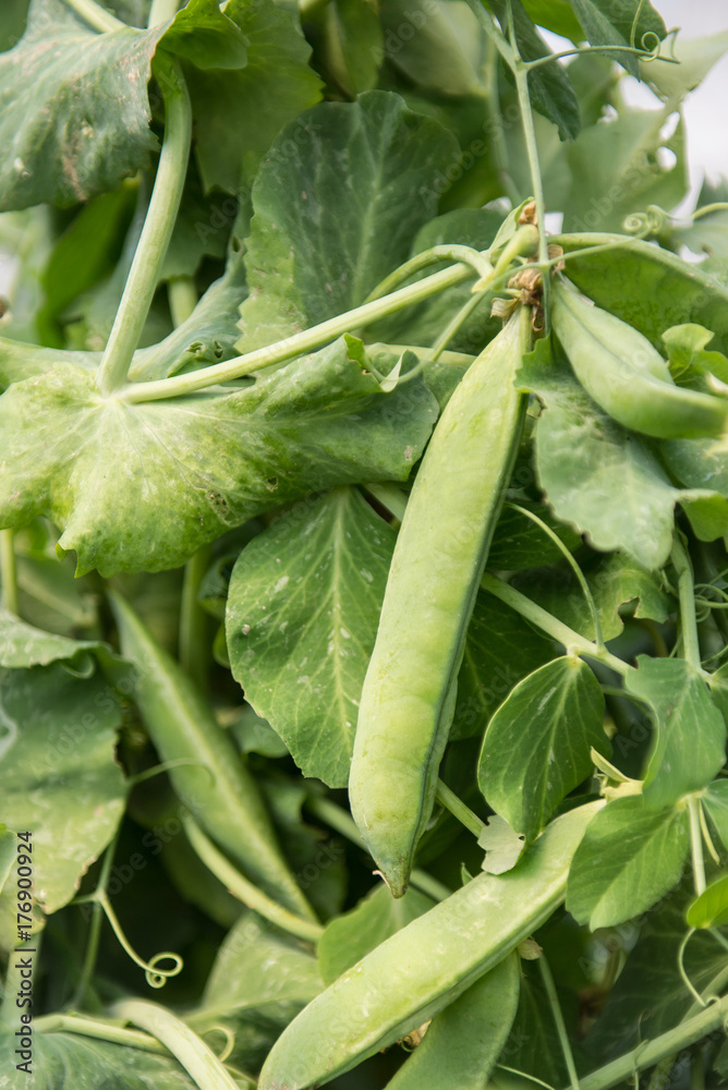 Green beans planted an organic garden Green beans planted an organic garden
