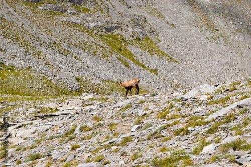 Mountain chamois. © jana_janina