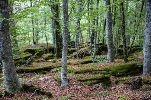 faggi nella foresta