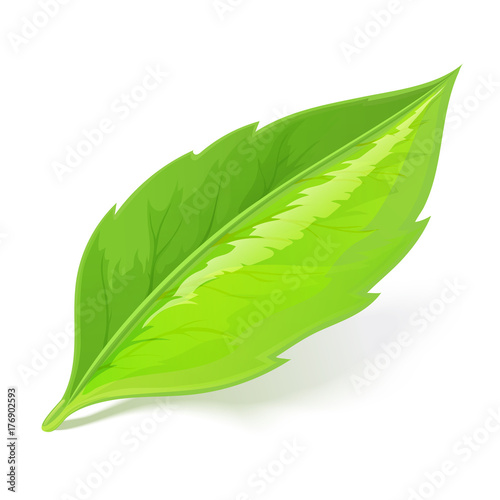 Green leaf lying on white background with shadow photo