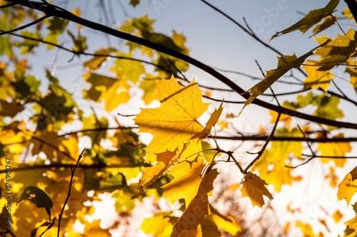 Maple tree in autumn against blue sky