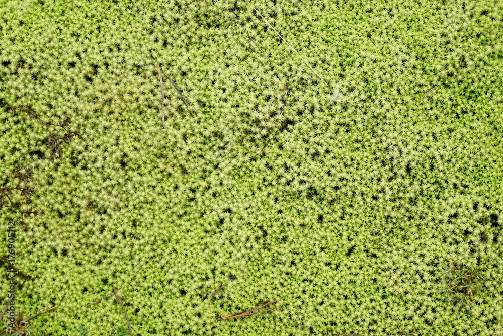 Green Moss On Forest Ground Background Green Moss On Forest Ground Background