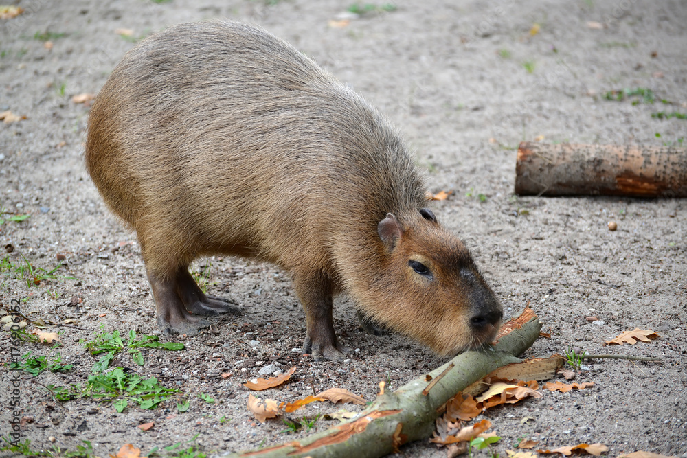 The capybara (water pig) (Hydrochoerus hydrochaeris Linnaeus) gnaws branch bark Stock Photo