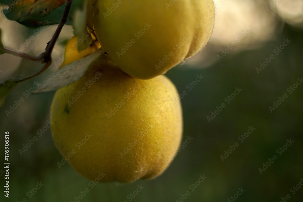 Ripening sweet quince fruits growing on a quince tree branch in orchard
