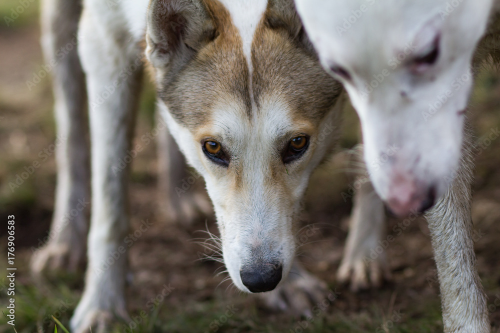 west siberian laika, russian hunting dog, wild wolfdog west siberian laika, russian hunting dog, wild wolfdog