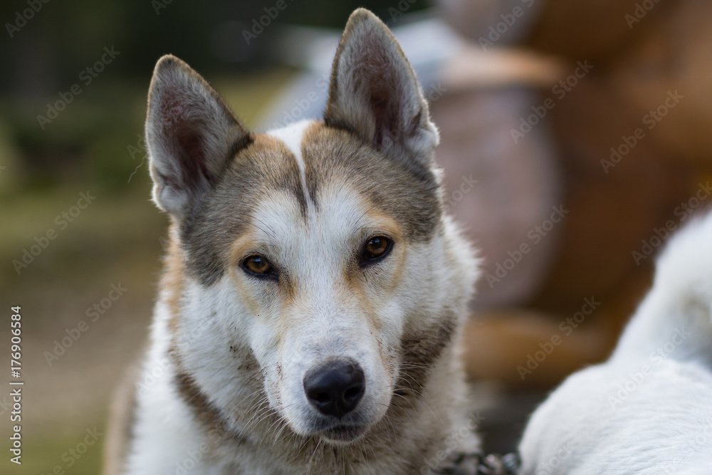 west siberian laika, russian hunting dog, wild wolfdog 