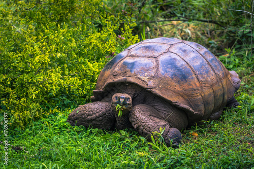 Galapagos Islands - July 22, 2017: Giant Tortoise in Santa Cruz photo