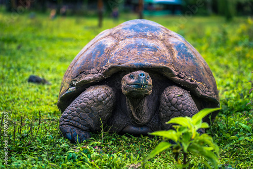 Galapagos Islands - July 22, 2017: Giant Tortoise in Santa Cruz photo