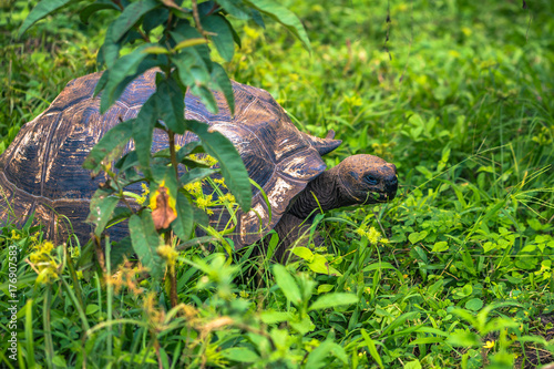 Galapagos Islands - July 22, 2017: Giant Tortoise in Santa Cruz photo