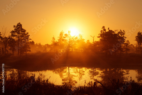 Fototapeta Naklejka Na Ścianę i Meble -  Foggy sunrise in the coniferous forest above the marshes