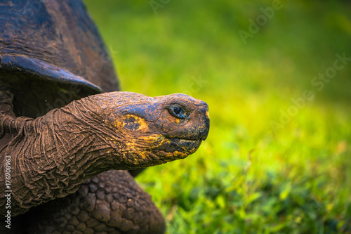 Galapagos Islands - July 22, 2017: Giant Tortoise in Santa Cruz photo