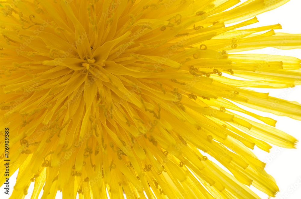 closeup macrophotograph macro dandelion (Taraxacum officinale) blossom flower florets seed head closeup macrophotograph macro dandelion (Taraxacum officinale) blossom flower florets seed head
