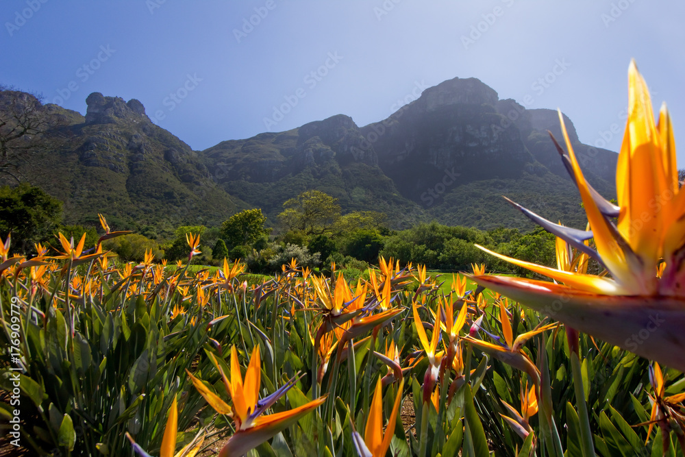 Obraz premium Strelitzia flowers at Kirstenbosch Gardens