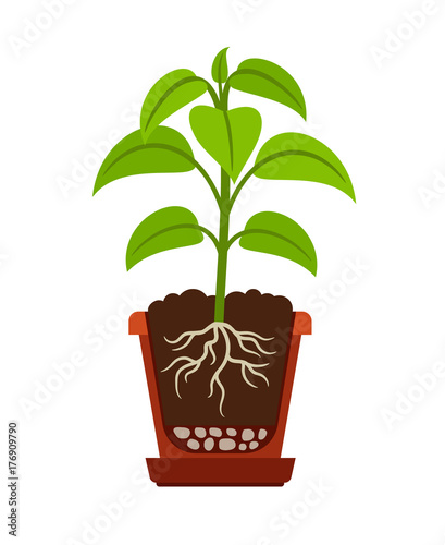 Houseplant with roots icon