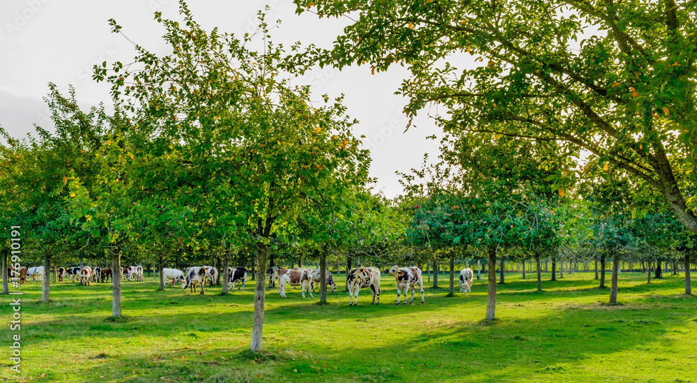 Young Norman cows grazing in a apple orchard in the Orne countryside in summer, Normandy France