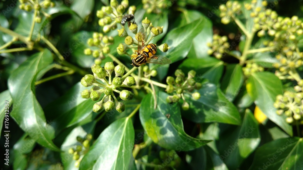Insekten krabbeln im blühenden Efeu herum Insekten krabbeln im blühenden Efeu herum