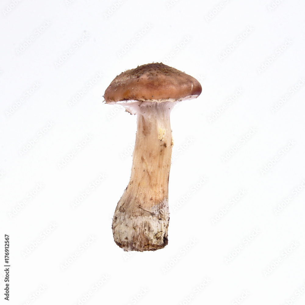 Mushrooms isolated on a white background. Food concept. Mushrooms isolated on a white background. Food concept.