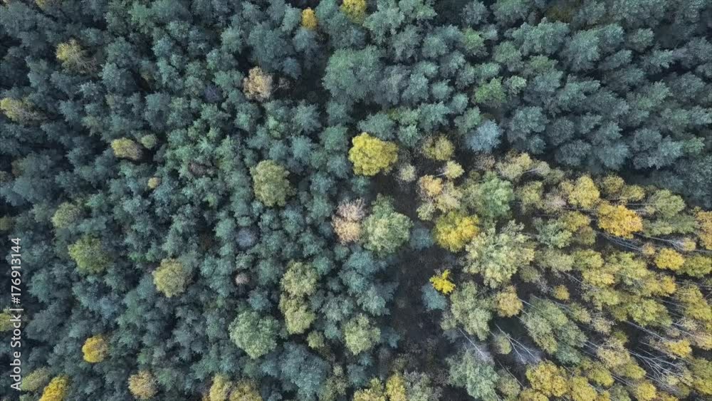 Nature, Amazing Aerial View of Colorful Field of Trees During Fall Foliage Nature, Amazing Aerial View of Colorful Field of Trees During Fall Foliage