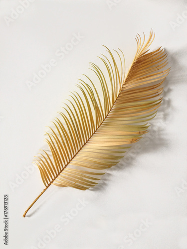 Yellow palm leaf