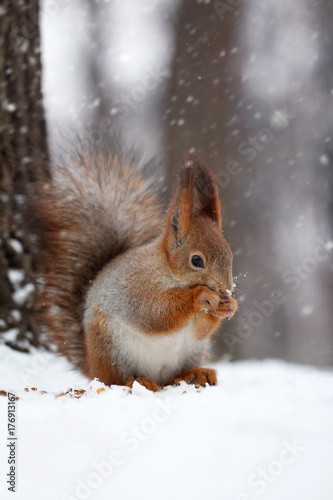 The red squirrel eats nut on snow