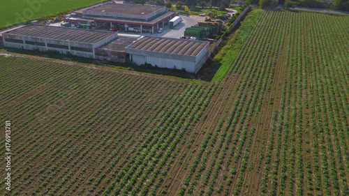 Vista aerea di un campo coltivato a carciofi tra le campagne italiane. Le piante di ortaggi sono ordinate per file e sullo sfondo c'è la struttura per la raccolta e lo stoccaggio. photo
