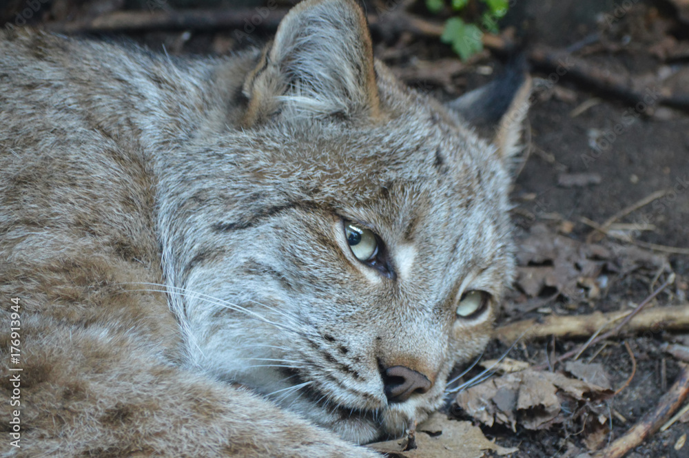 Obraz premium Canadian lynx