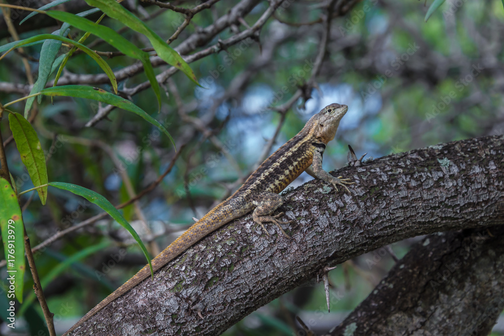 Lava Lizard, Microlophus albemariensis, unique to the Galapagos, Ecuador Lava Lizard, Microlophus albemariensis, unique to the Galapagos, Ecuador